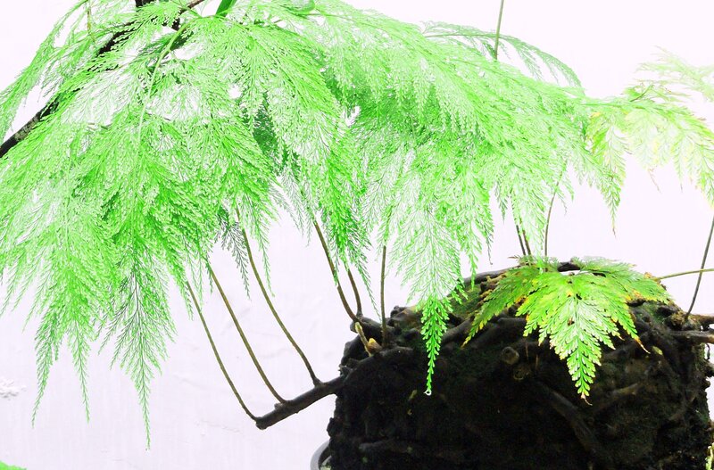 Dicksonia Antarctica Fern