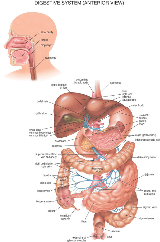 Digestive System Anterior View
