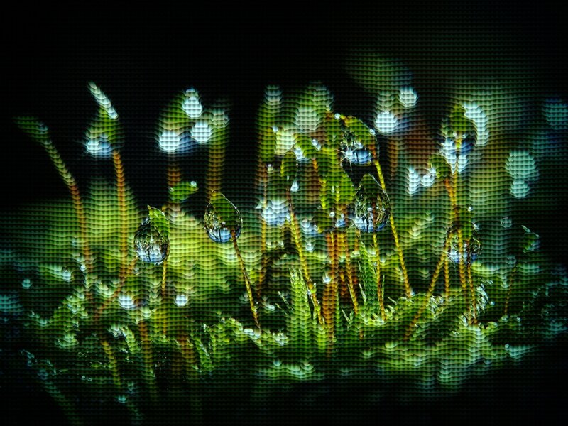 Digital moss with water droplets