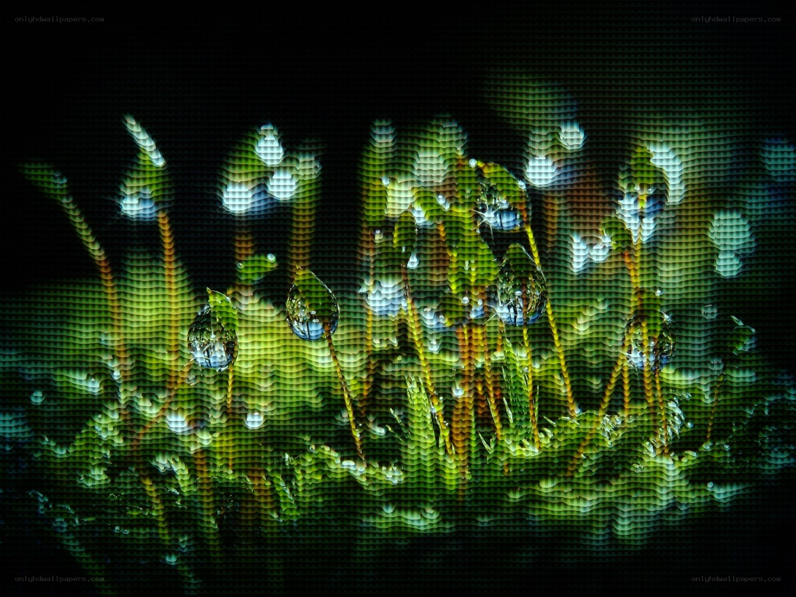 Digital moss with water droplets