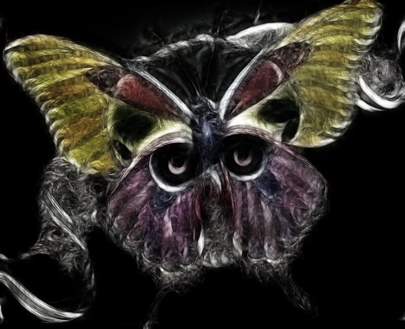 digital moth with eyes