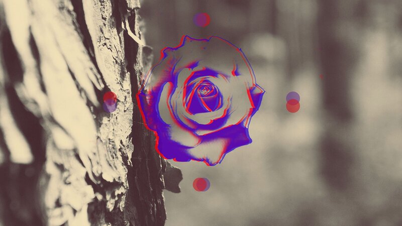 Digital Rose on Tree Bark