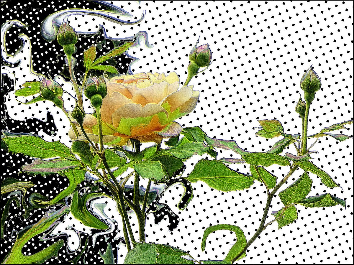 Digital rose with halftone background