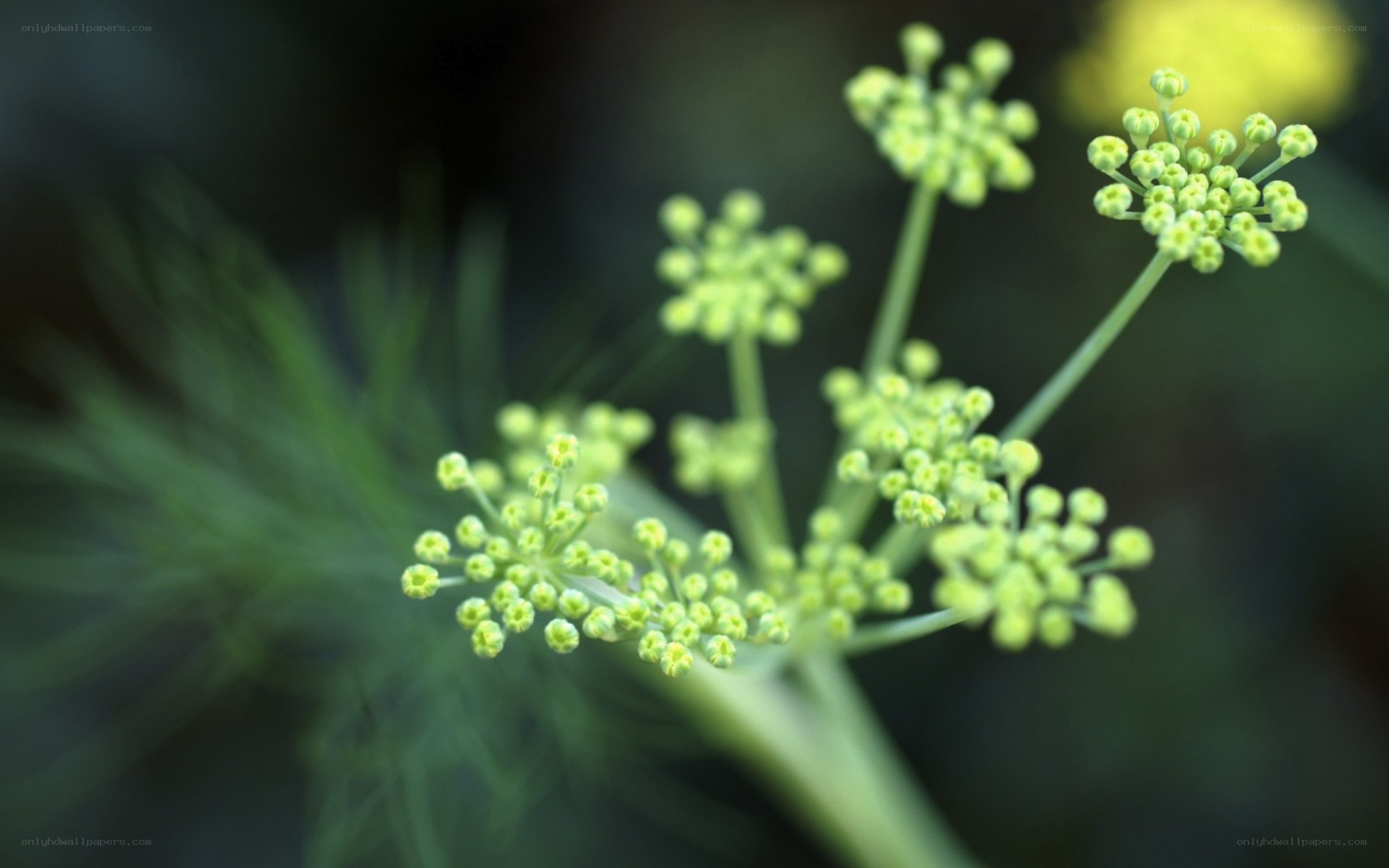 dill flower buds close-up