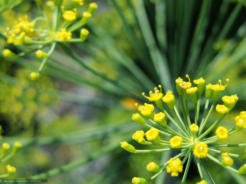 dill flower close-up