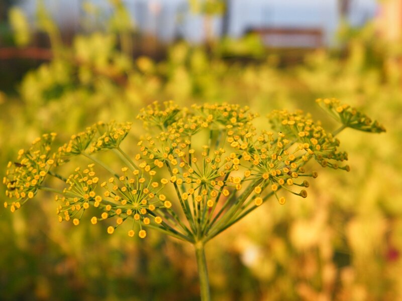 Dill Flower Cluster