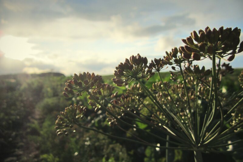 Dill Flower Heads