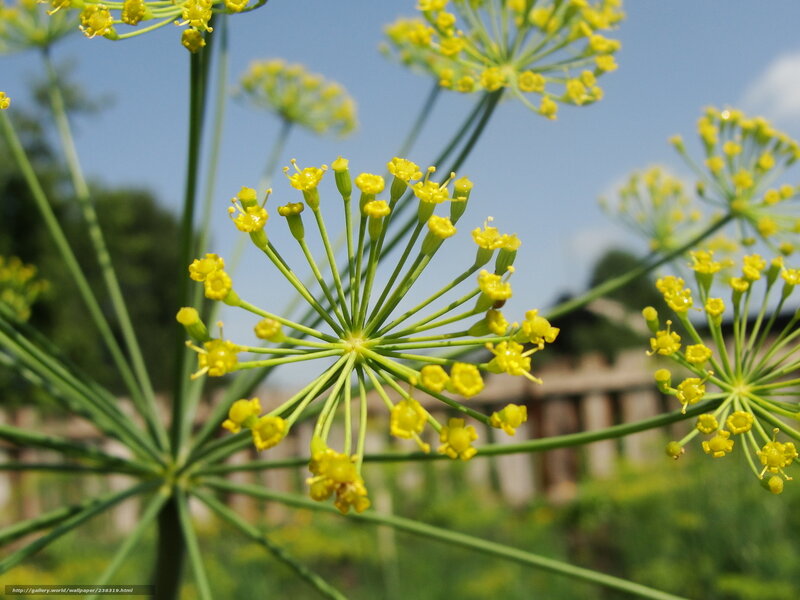 dill flower in sunlight