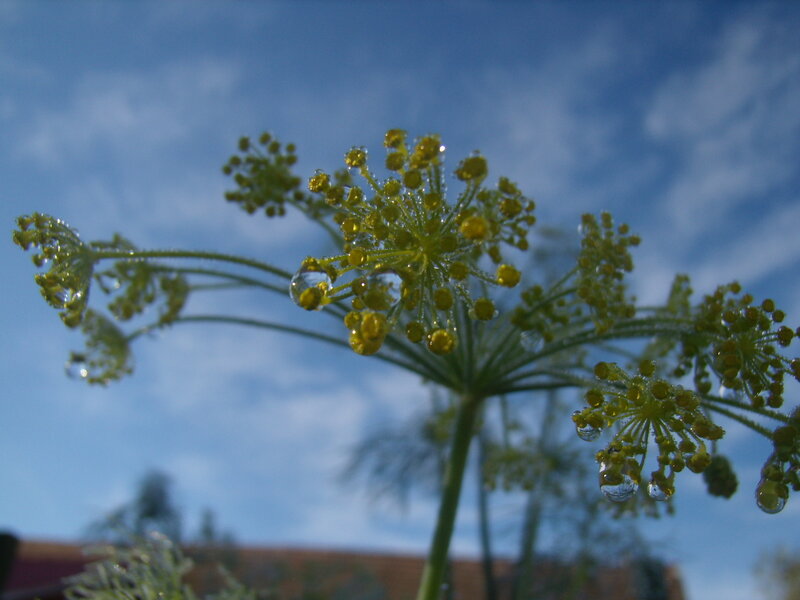 Dill Flower with Dew