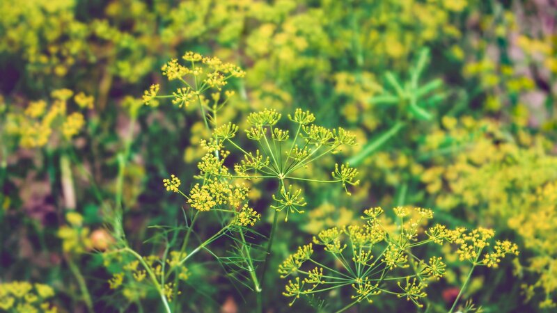 Dill Flowers in Bloom
