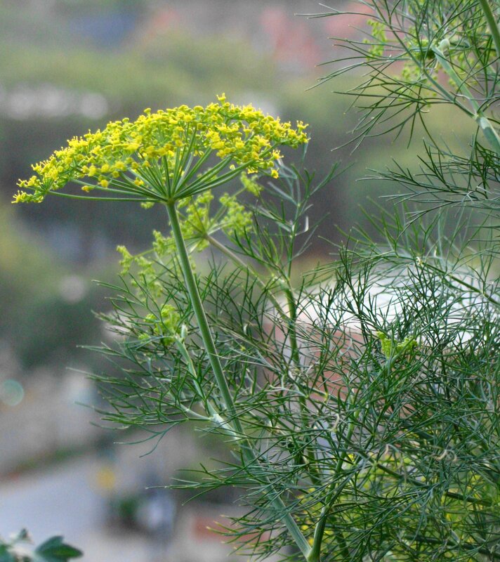 dill plant with yellow flowers