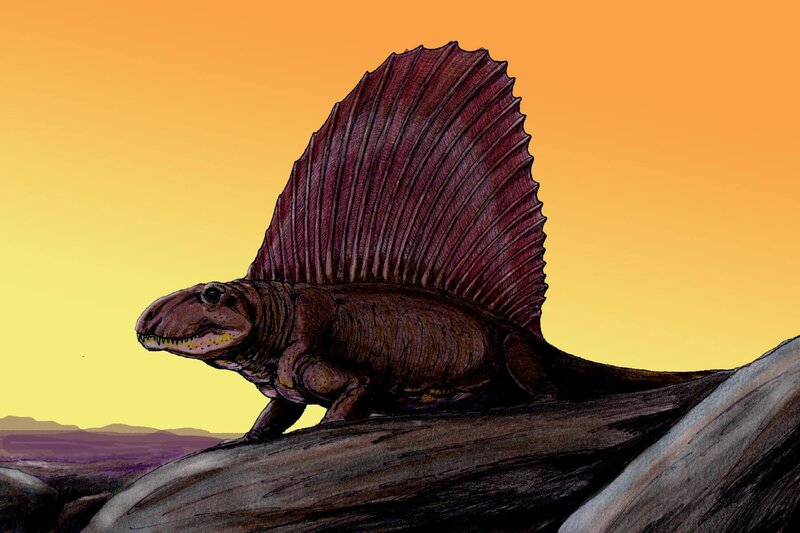 Dimetrodon at sunset