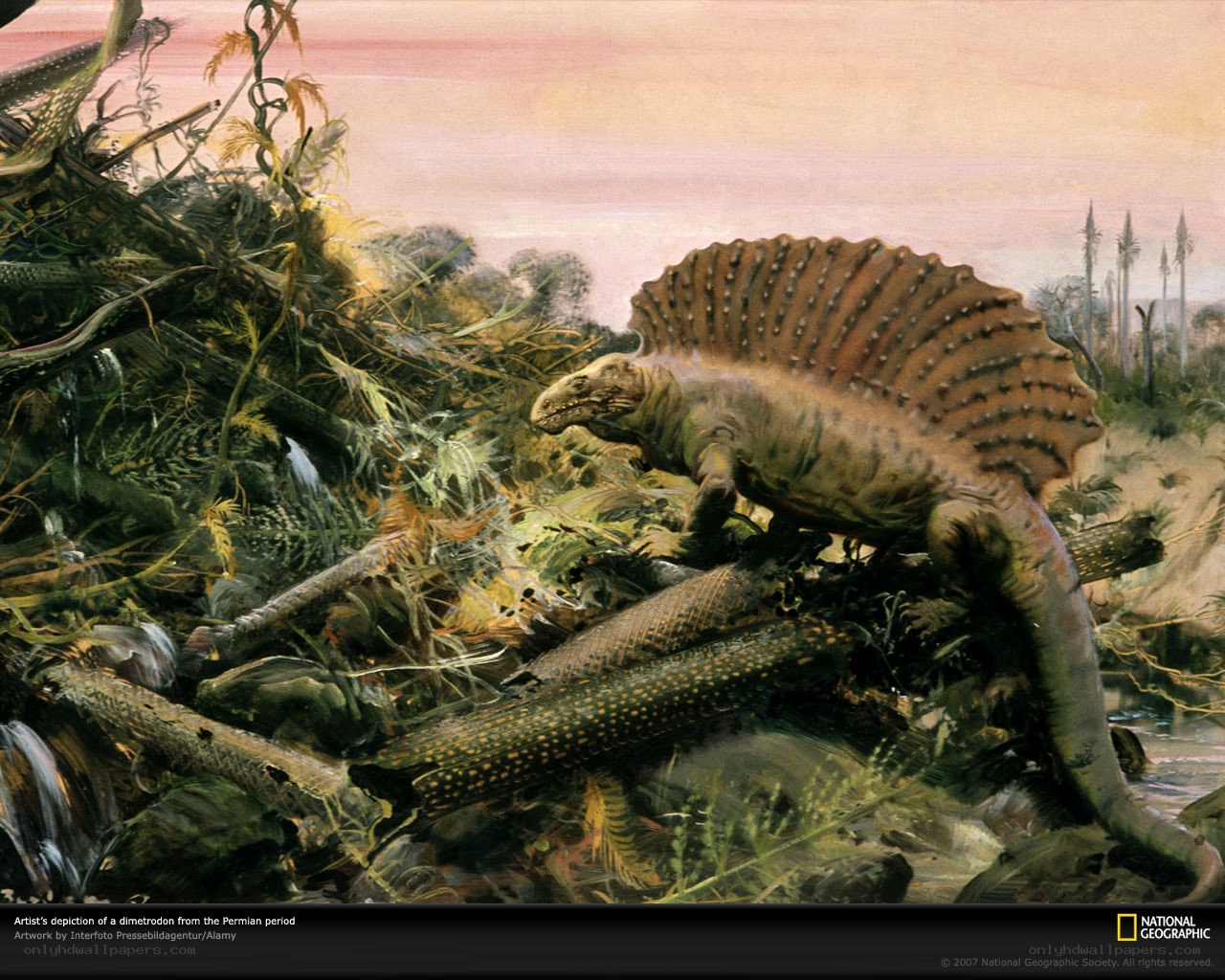Dimetrodon in prehistoric landscape