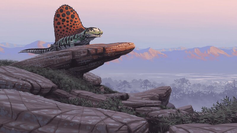 Dimetrodon on Rock