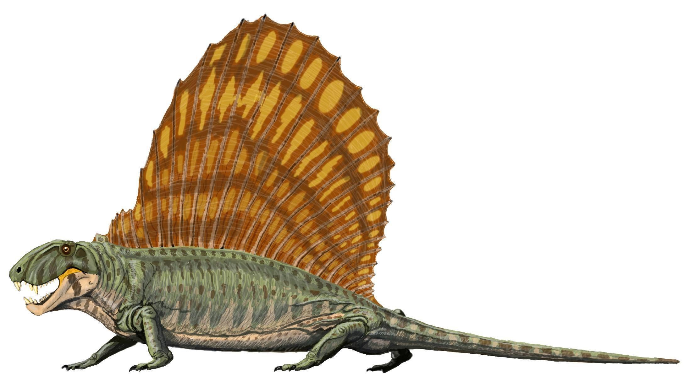 Dimetrodon with sail