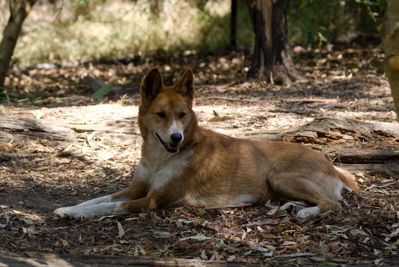 Dingo Dog in Forest — Brown