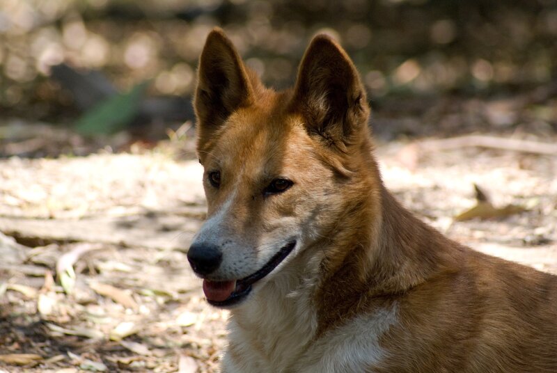 Dingo Dog in Forest