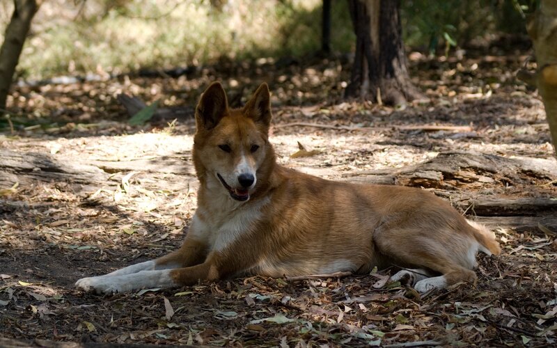 Dingo Dog Lying Down