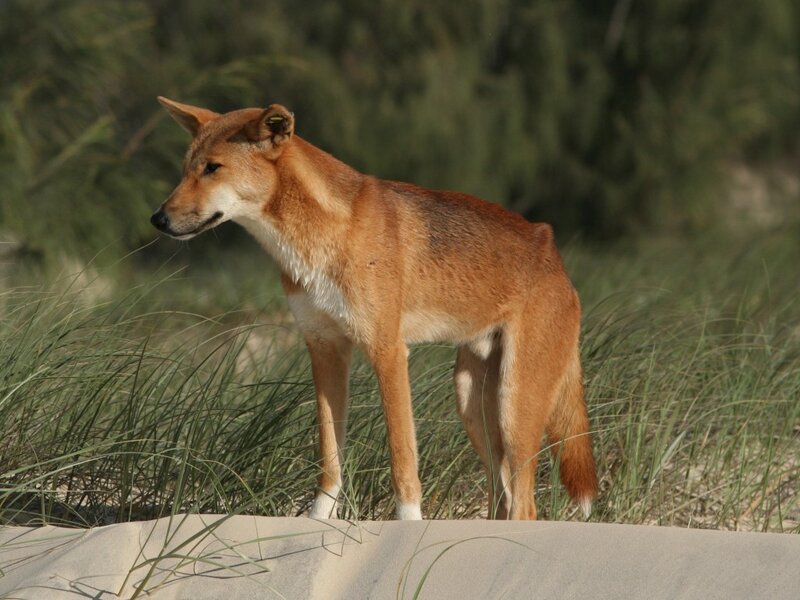 Dingo in coastal grassland