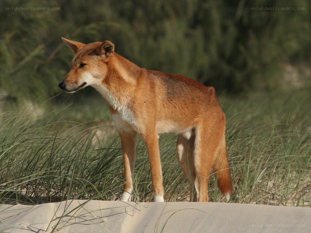 Dingo in coastal grassland