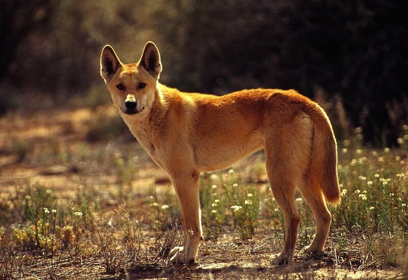 Dingo in Dry Grass