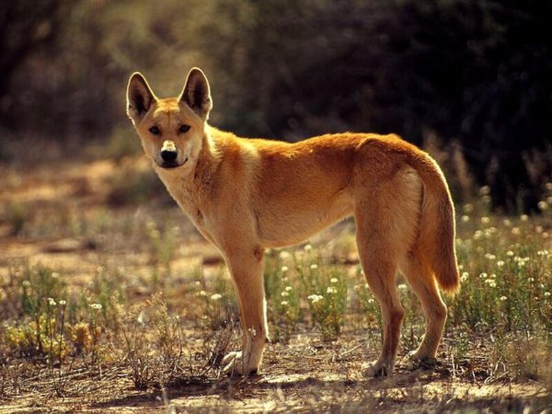 Dingo in Field