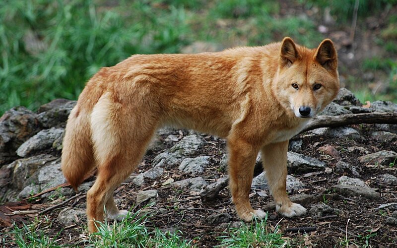 Dingo in Forest — Brown, Alert, Photograph, Rocks