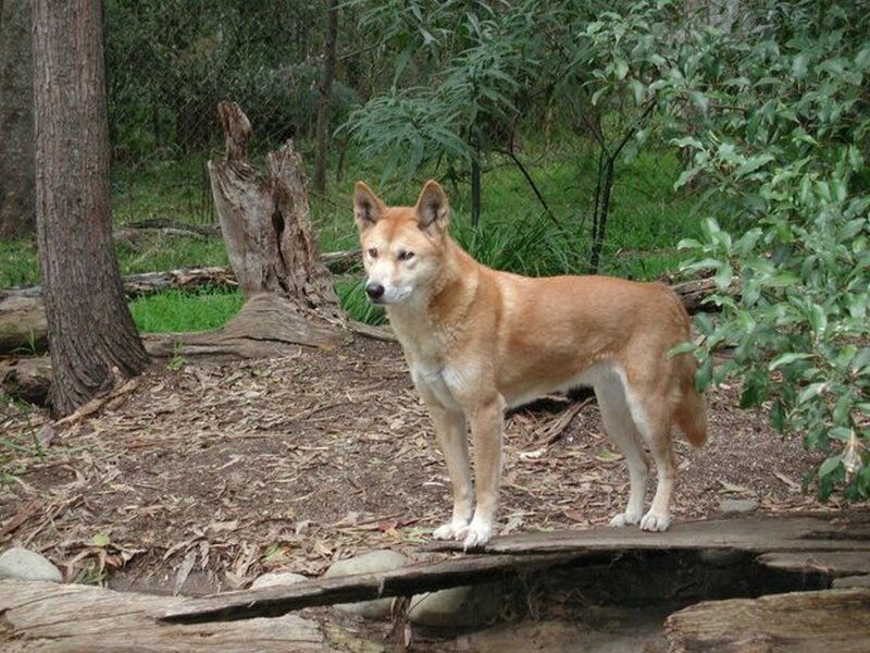 Dingo in Forest — Brown, Natural