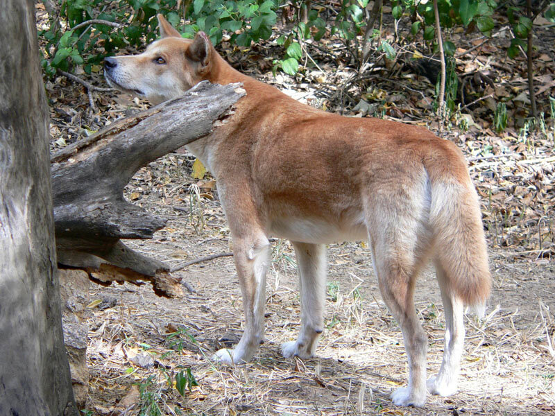 Dingo in Forest