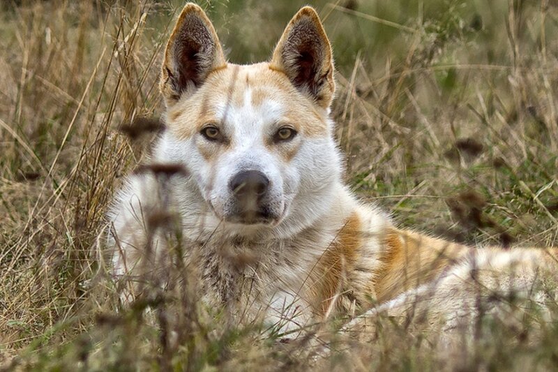 Dingo in Grass
