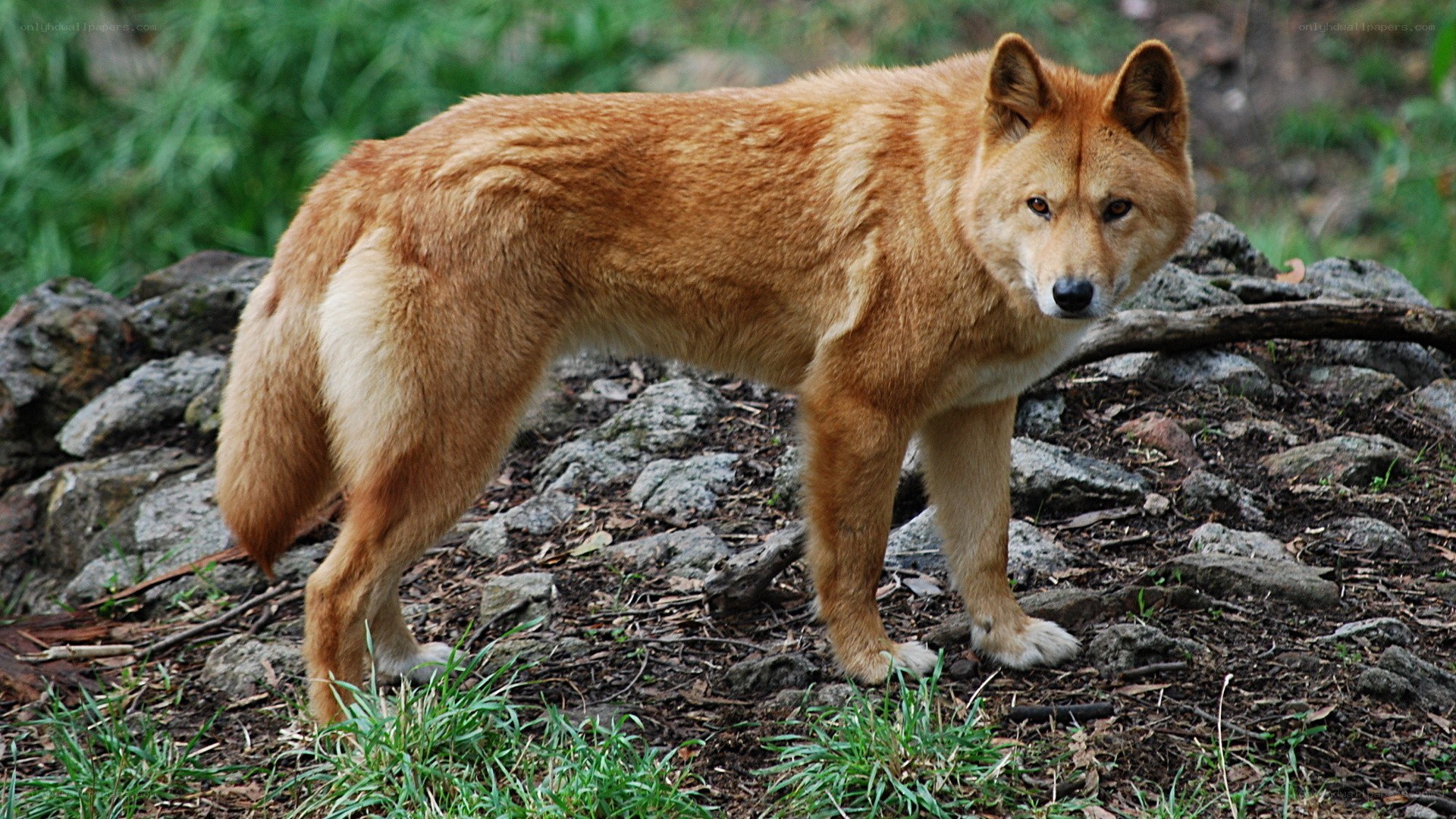 dingo in natural habitat