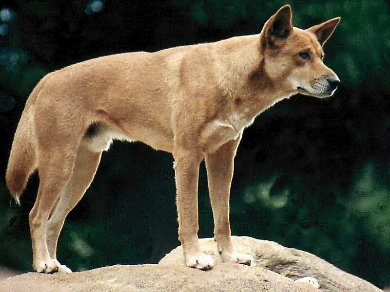 Dingo on a Rock