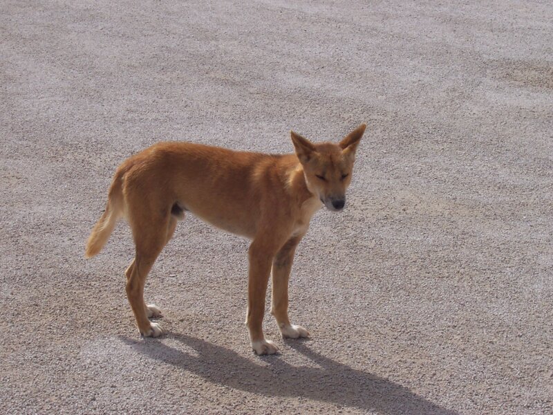 Dingo on Gravel
