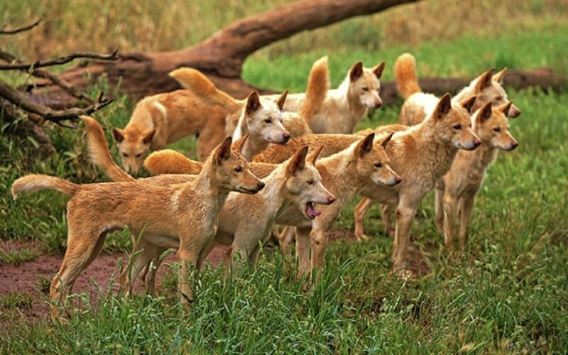 Dingo Pack in Grass