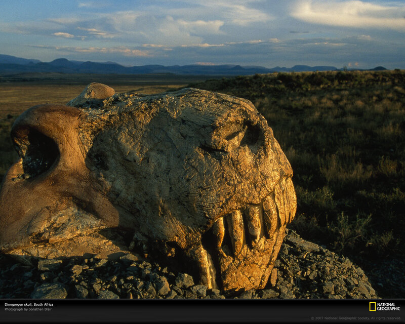 Dinogorgon skull in South Africa