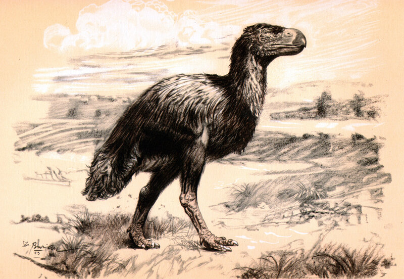 Dinornis bird illustration