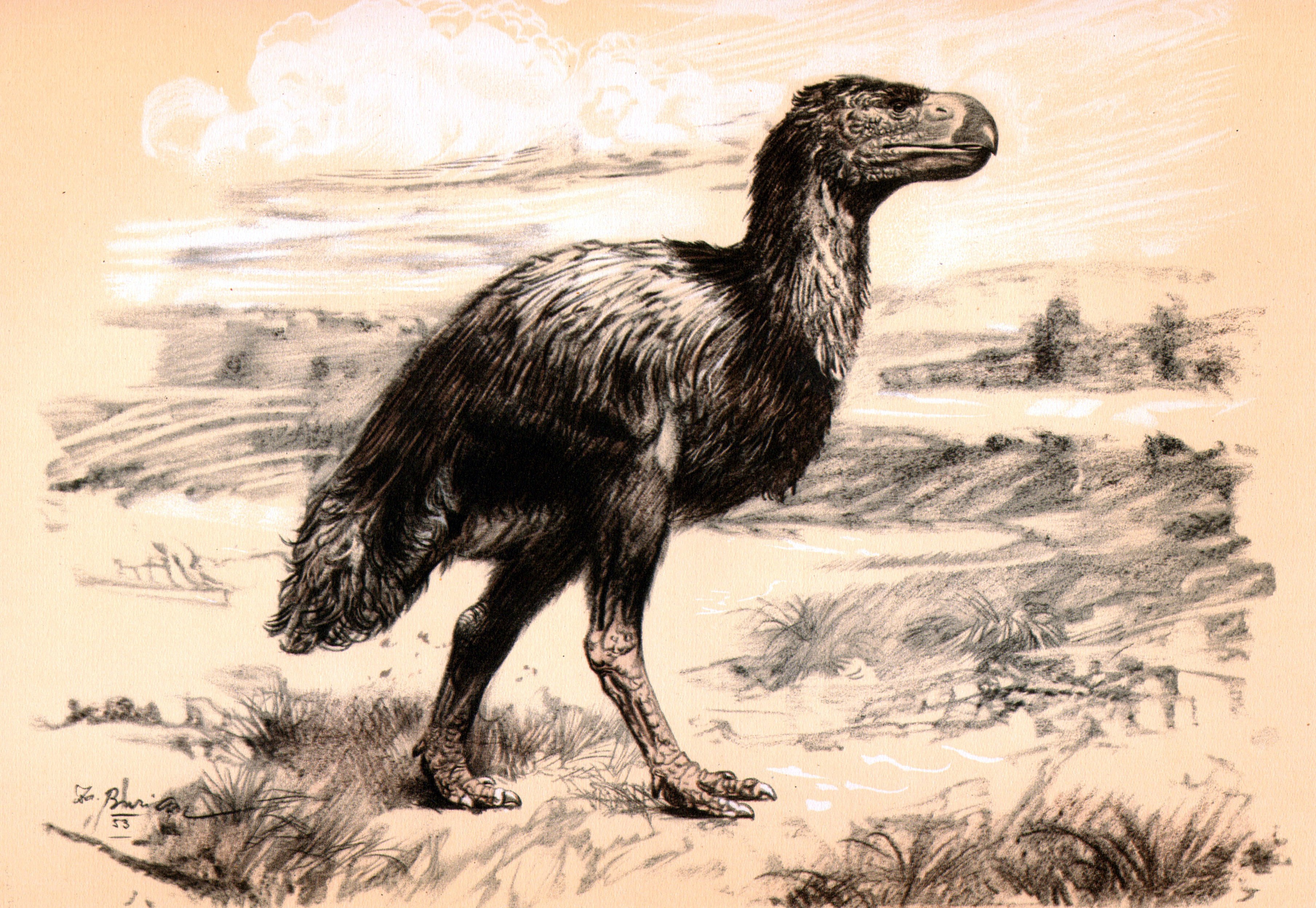 Dinornis bird illustration
