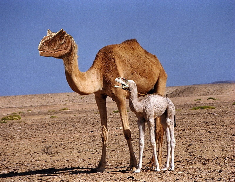 Dinosaur camels in desert
