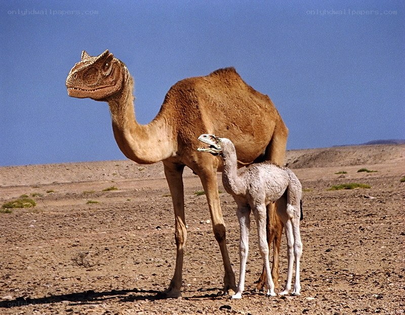 Dinosaur camels in desert