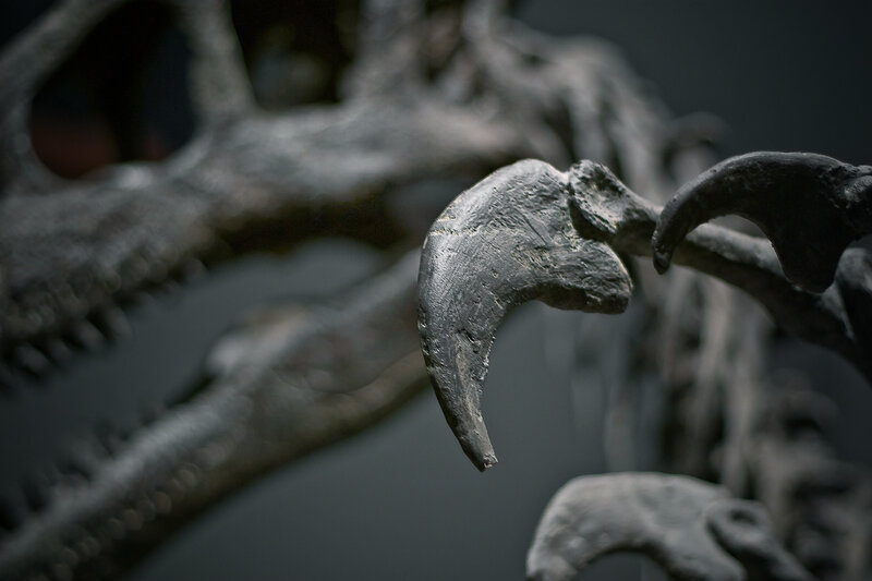 Dinosaur claw fossil