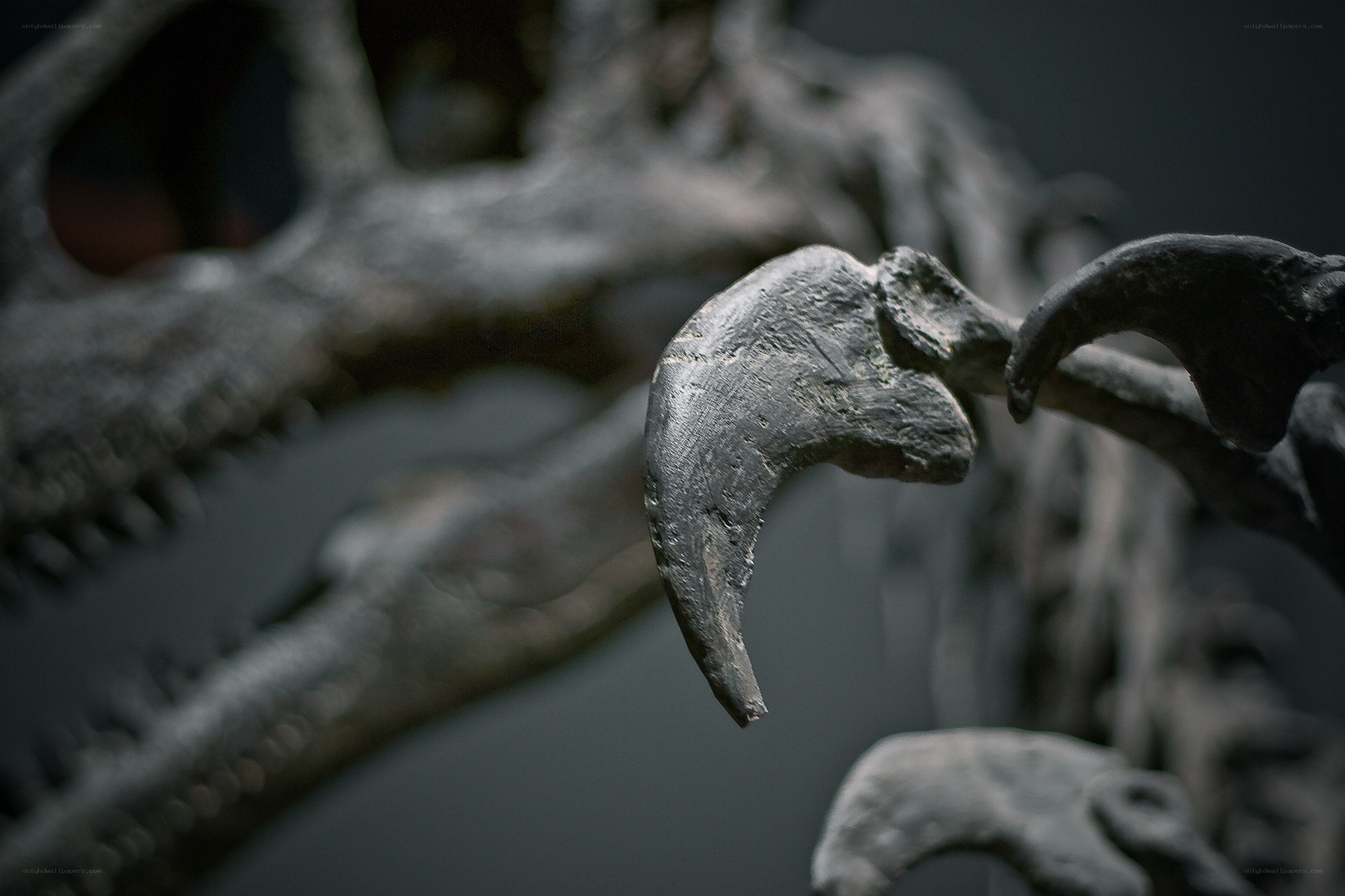 Dinosaur claw fossil