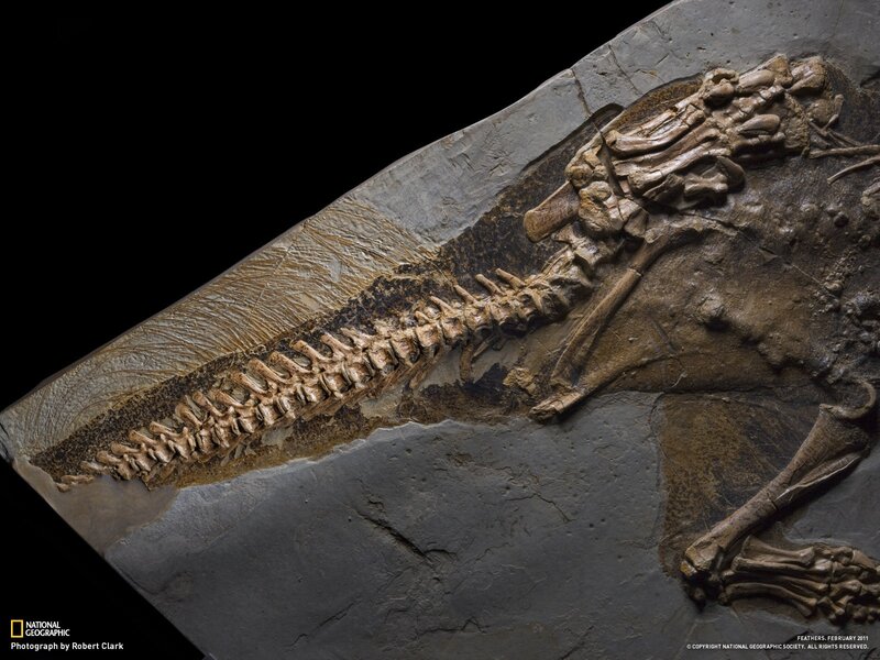 Dinosaur fossil in rock