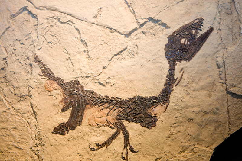 Dinosaur Fossil in Rock — Brown