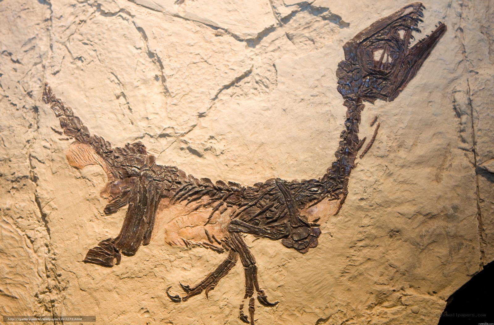 dinosaur fossil in rock