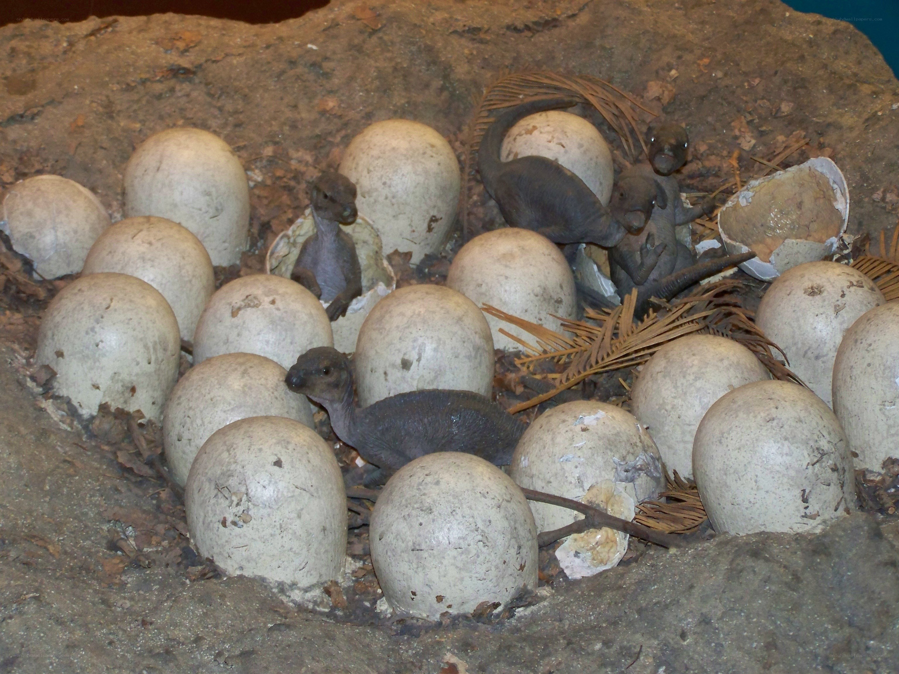 Dinosaur hatchlings in nest
