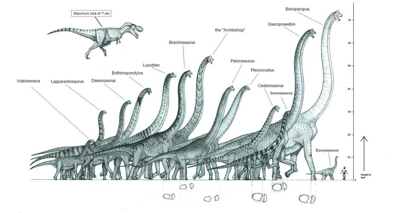 Dinosaur size comparison chart