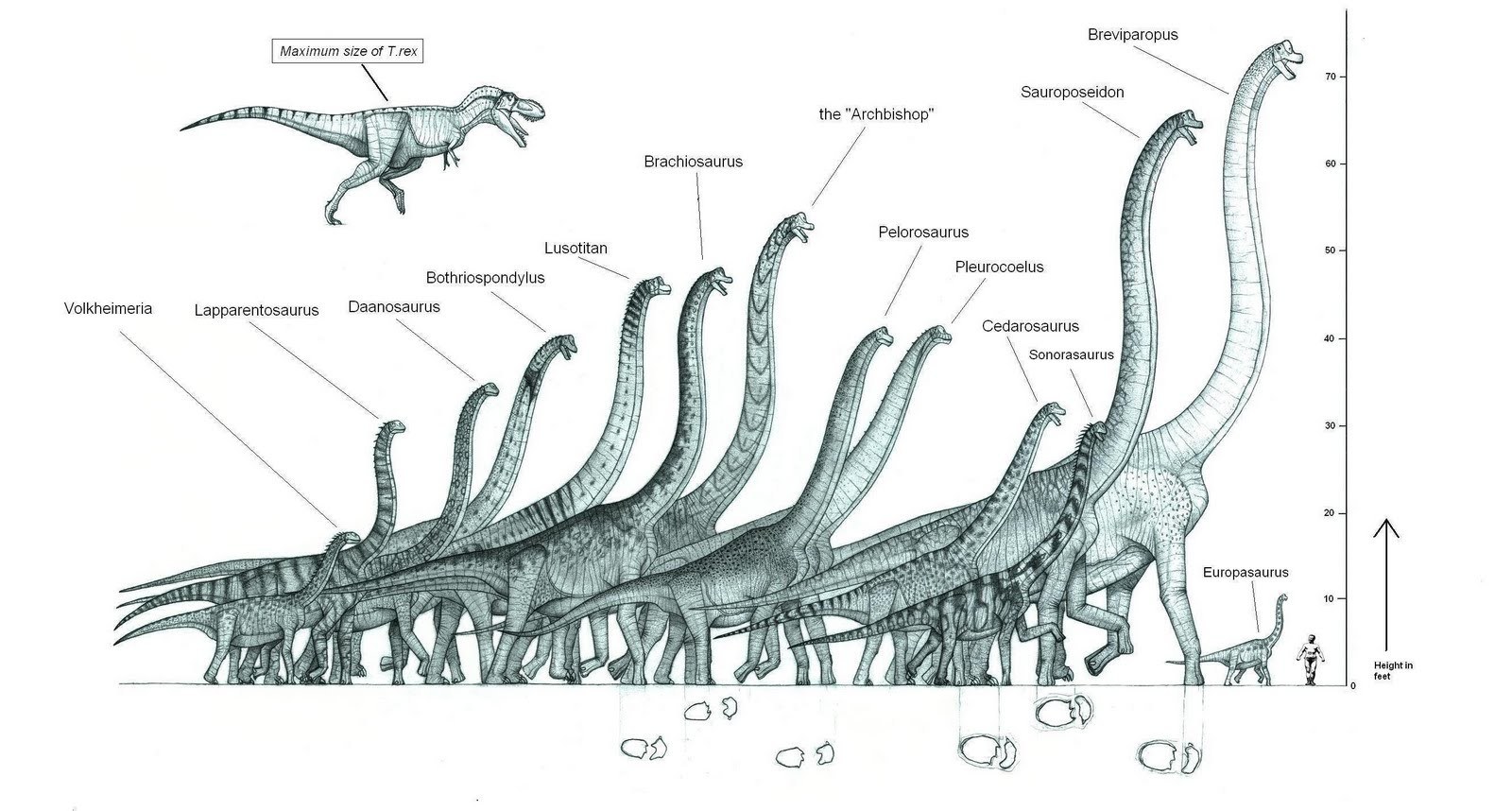 Dinosaur size comparison chart