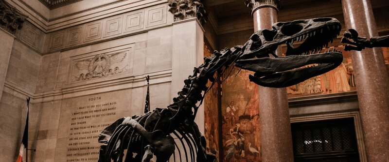 Dinosaur Skeleton — Brown