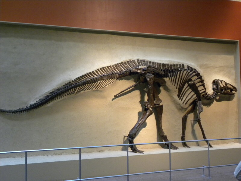 Dinosaur Skeleton Display — Brown
