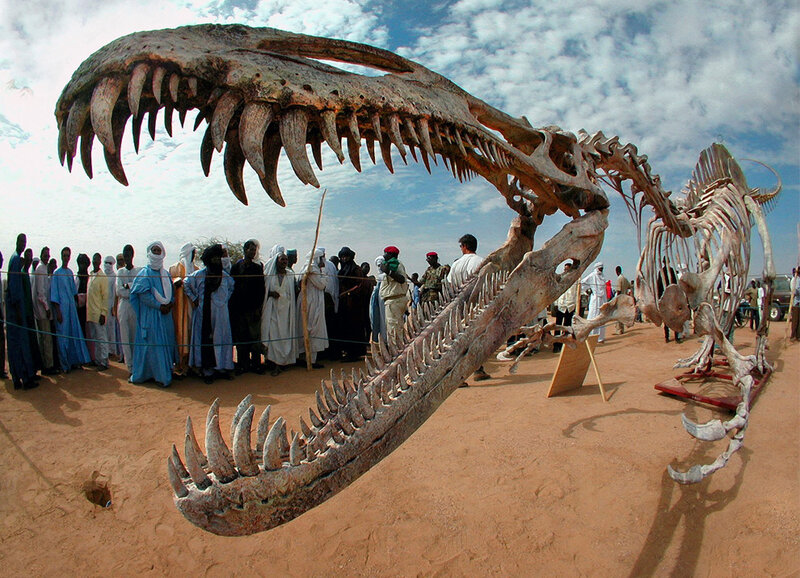 Dinosaur Skeleton Display